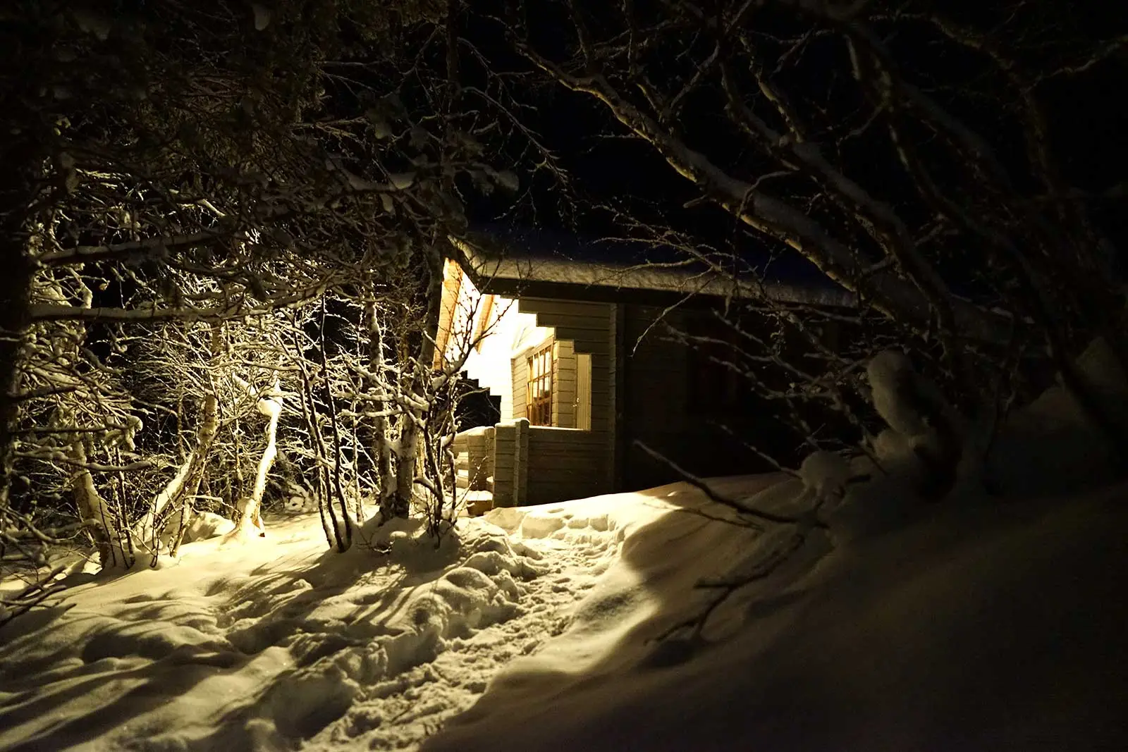 Kuivi cottage glowing among birches at night