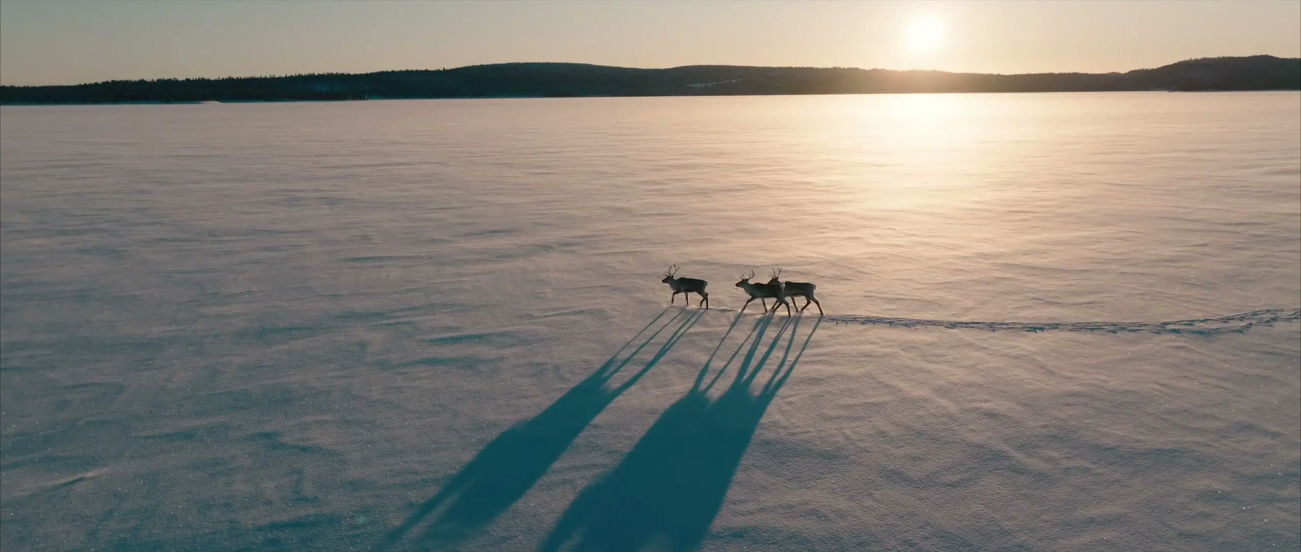 Reindeer crossing a frozen lake, with long shadows in the low sun
